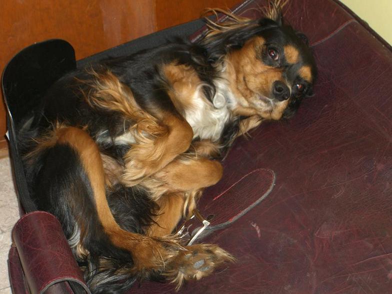 Opat na oblubenom kufri