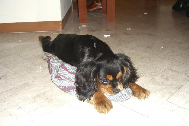 Z kuchyne si doniesol handru a privlastnil si ju