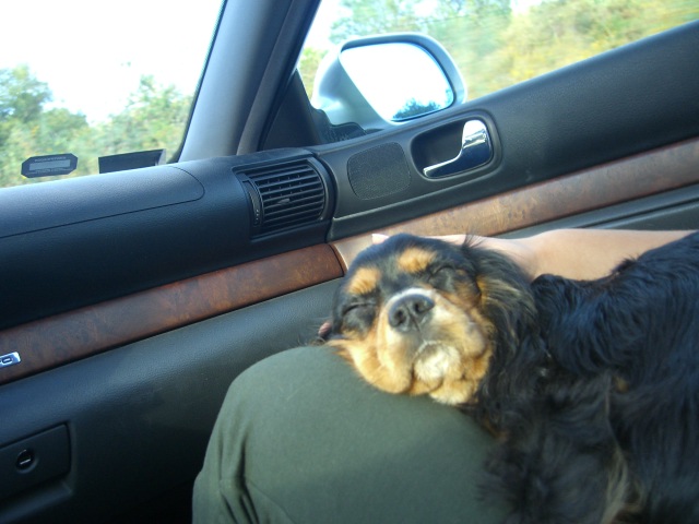 15) Vycerpany z cesty buvinka na kolenach v aute